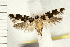  ( - IM08-2384)  @12 [ ] CreativeCommons - Attribution (2008) Unspecified Centre for Biodiversity Genomics