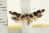  ( - IM08-2387)  @13 [ ] CreativeCommons - Attribution (2008) Unspecified Centre for Biodiversity Genomics