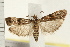  ( - IM08-2388)  @13 [ ] CreativeCommons - Attribution (2008) Unspecified Centre for Biodiversity Genomics