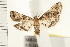  ( - IM08-2431)  @13 [ ] CreativeCommons - Attribution (2008) Unspecified Centre for Biodiversity Genomics