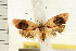  ( - IM08-2433)  @11 [ ] CreativeCommons - Attribution (2008) Unspecified Centre for Biodiversity Genomics