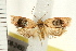  ( - IM08-2450)  @11 [ ] CreativeCommons - Attribution (2008) Unspecified Centre for Biodiversity Genomics