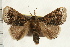  ( - IM08-2487)  @13 [ ] CreativeCommons - Attribution (2008) Unspecified Centre for Biodiversity Genomics
