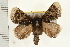  ( - IM08-2488)  @14 [ ] CreativeCommons - Attribution (2008) Unspecified Centre for Biodiversity Genomics