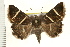  ( - IM08-2530)  @13 [ ] CreativeCommons - Attribution (2008) Unspecified Centre for Biodiversity Genomics