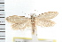  ( - IM08-1483)  @13 [ ] CreativeCommons - Attribution (2008) Unspecified Centre for Biodiversity Genomics