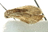  ( - IM12-0274)  @12 [ ] CreativeCommons - Attribution (2012) CBG Photography Group Centre for Biodiversity Genomics
