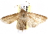 ( - BIOUG26826-H09)  @14 [ ] CreativeCommons - Attribution (2016) CBG Photography Group Centre for Biodiversity Genomics