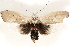  ( - BIOUG44550-G12)  @11 [ ] CreativeCommons - Attribution (2018) CBG Photography Group Centre for Biodiversity Genomics