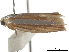  ( - BIOUG44857-A01)  @11 [ ] CreativeCommons - Attribution (2018) CBG Photography Group Centre for Biodiversity Genomics