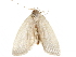  ( - BIOUG44857-C02)  @11 [ ] CreativeCommons - Attribution (2018) CBG Photography Group Centre for Biodiversity Genomics