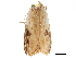  ( - BIOUG44858-B09)  @11 [ ] CreativeCommons - Attribution (2018) CBG Photography Group Centre for Biodiversity Genomics
