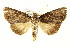  ( - IM11-0002)  @13 [ ] CreativeCommons - Attribution (2012) CBG Photography Group Centre for Biodiversity Genomics