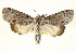 ( - IM11-0003)  @14 [ ] CreativeCommons - Attribution (2012) CBG Photography Group Centre for Biodiversity Genomics