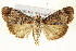 ( - IM11-0009)  @11 [ ] CreativeCommons - Attribution (2012) CBG Photography Group Centre for Biodiversity Genomics