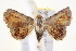  ( - IM11-0011)  @14 [ ] CreativeCommons - Attribution (2012) CBG Photography Group Centre for Biodiversity Genomics