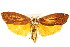  ( - IM11-0015)  @15 [ ] CreativeCommons - Attribution (2012) CBG Photography Group Centre for Biodiversity Genomics
