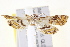  ( - IM11-0019)  @13 [ ] CreativeCommons - Attribution (2012) CBG Photography Group Centre for Biodiversity Genomics