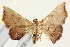  ( - IM11-0034)  @13 [ ] CreativeCommons - Attribution (2012) CBG Photography Group Centre for Biodiversity Genomics