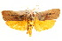  ( - IM11-0065)  @15 [ ] CreativeCommons - Attribution (2012) CBG Photography Group Centre for Biodiversity Genomics