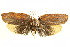  (Uzucha humeralis PS1 - IM11-0080)  @12 [ ] CreativeCommons - Attribution (2012) CBG Photography Group Centre for Biodiversity Genomics