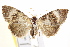  (Acatapaustus leucospila - IM11-0091)  @14 [ ] CreativeCommons - Attribution (2012) CBG Photography Group Centre for Biodiversity Genomics