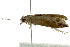  ( - IM11-0093)  @13 [ ] CreativeCommons - Attribution (2012) CBG Photography Group Centre for Biodiversity Genomics