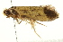  (Edosa sp. 12 - IM11-0161)  @13 [ ] CreativeCommons - Attribution (2012) CBG Photography Group Centre for Biodiversity Genomics
