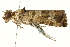  ( - IM11-0162)  @13 [ ] CreativeCommons - Attribution (2012) CBG Photography Group Centre for Biodiversity Genomics