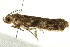  ( - IM11-0182)  @13 [ ] CreativeCommons - Attribution (2012) CBG Photography Group Centre for Biodiversity Genomics
