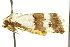  ( - IM11-0193)  @13 [ ] CreativeCommons - Attribution (2012) CBG Photography Group Centre for Biodiversity Genomics