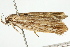  ( - IM11-0199)  @12 [ ] CreativeCommons - Attribution (2012) CBG Photography Group Centre for Biodiversity Genomics