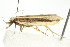  (Xerometra mesophracta - IM11-0208)  @12 [ ] CreativeCommons - Attribution (2012) CBG Photography Group Centre for Biodiversity Genomics