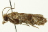  ( - IM11-0258)  @13 [ ] CreativeCommons - Attribution (2012) CBG Photography Group Centre for Biodiversity Genomics