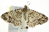  ( - IM12-0067)  @12 [ ] CreativeCommons - Attribution (2012) CBG Photography Group Centre for Biodiversity Genomics