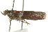  ( - IM12-0069)  @13 [ ] CreativeCommons - Attribution (2012) CBG Photography Group Centre for Biodiversity Genomics