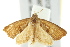  ( - IM12-0126)  @14 [ ] CreativeCommons - Attribution (2012) CBG Photography Group Centre for Biodiversity Genomics