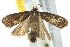  (Cryptaspasma sordida - IM12-0147)  @13 [ ] CreativeCommons - Attribution (2012) CBG Photography Group Centre for Biodiversity Genomics