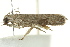  ( - IM12-0165)  @13 [ ] CreativeCommons - Attribution (2012) CBG Photography Group Centre for Biodiversity Genomics