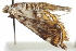  (Parapoynx polydectalis - IM12-0182)  @14 [ ] CreativeCommons - Attribution (2012) CBG Photography Group Centre for Biodiversity Genomics