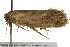  ( - IM12-0189)  @13 [ ] CreativeCommons - Attribution (2012) CBG Photography Group Centre for Biodiversity Genomics