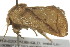  ( - IM12-0200)  @13 [ ] CreativeCommons - Attribution (2012) CBG Photography Group Centre for Biodiversity Genomics