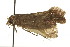  ( - IM12-0223)  @13 [ ] CreativeCommons - Attribution (2012) CBG Photography Group Centre for Biodiversity Genomics