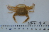  (Charybdis longicollis - IMSA55)  @14 [ ] Unspecified (default): All Rights Reserved  Unspecified Middle East Technical University, Institute of Marine Sciences, Mersin, TURKEY