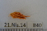  (Antedon mediterranea - IMSB40)  @11 [ ] Unspecified (default): All Rights Reserved  Unspecified Middle East Technical University, Institute of Marine Sciences, Mersin, TURKEY