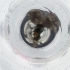  ( - IMSP_025_F10)  @11 [ ] by  Genome Research Ltd as Wellcome Sanger Institute Genome Research Limited operating as Wellcome Sanger Institute