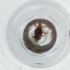  ( - IMSP_026_H1)  @11 [ ] by  Genome Research Ltd as Wellcome Sanger Institute Genome Research Limited operating as Wellcome Sanger Institute