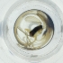  ( - IMSP_029_G1)  @11 [ ] by  Genome Research Ltd as Wellcome Sanger Institute Genome Research Limited operating as Wellcome Sanger Institute