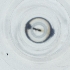  ( - IMSP_031_D2)  @11 [ ] by  Genome Research Ltd as Wellcome Sanger Institute Genome Research Limited operating as Wellcome Sanger Institute
