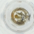  ( - IMSP_032_D4)  @11 [ ] by  Genome Research Ltd as Wellcome Sanger Institute Genome Research Limited operating as Wellcome Sanger Institute